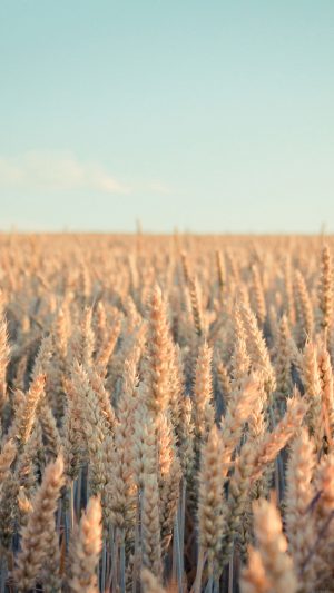 Wallpaper Android Rye Field Nature Android wallpaper