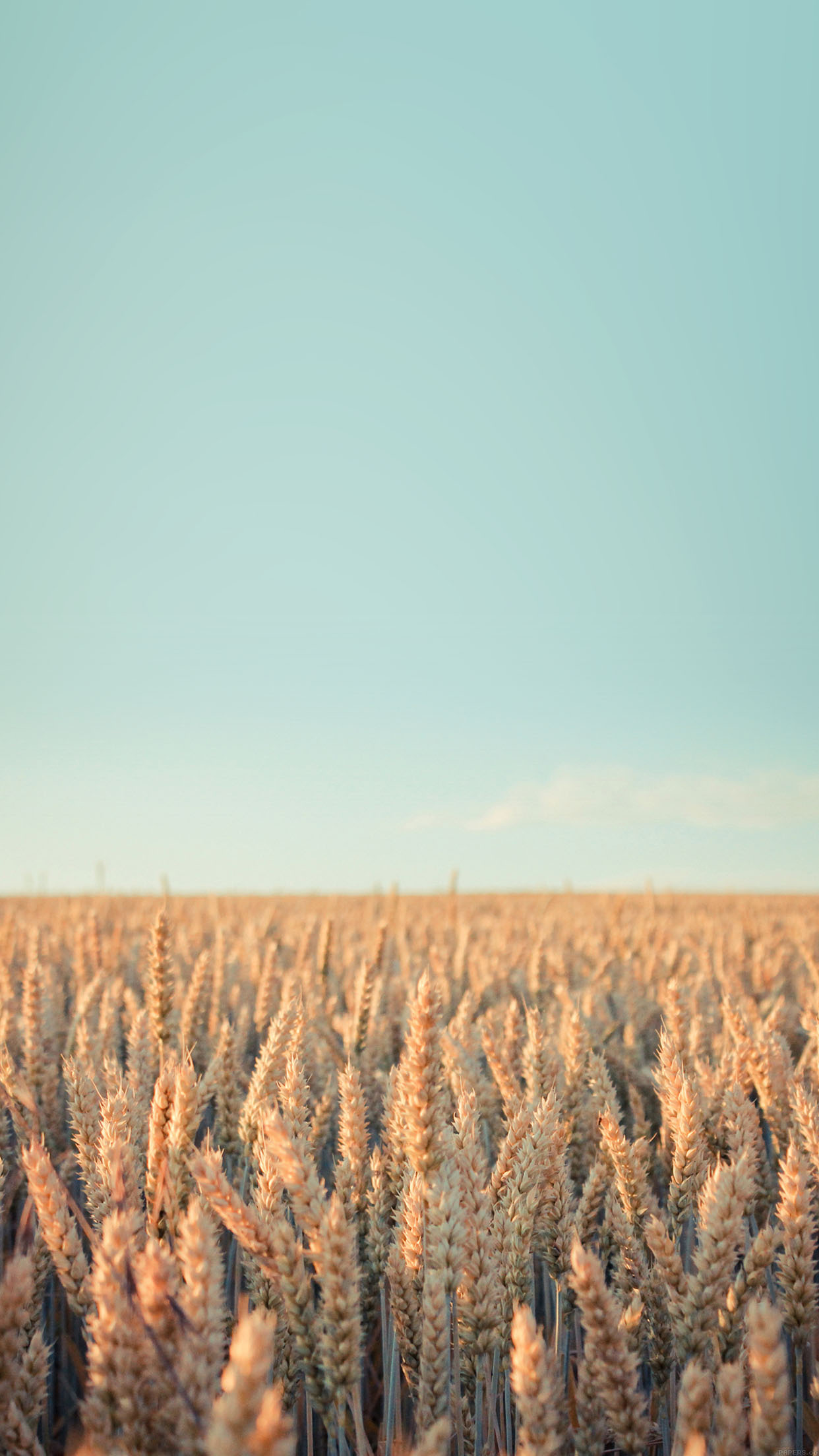 Wallpaper Android Rye Field Sky Nature Android wallpaper