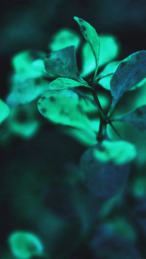 Wallpaper Blue Flowers Nature Android wallpaper