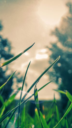 Wallpaper Grass Sunshine Leaf Nature Android wallpaper