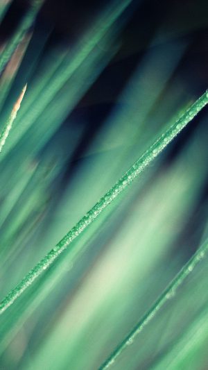 Wallpaper Nature Grass Leaf Green Soft Android wallpaper