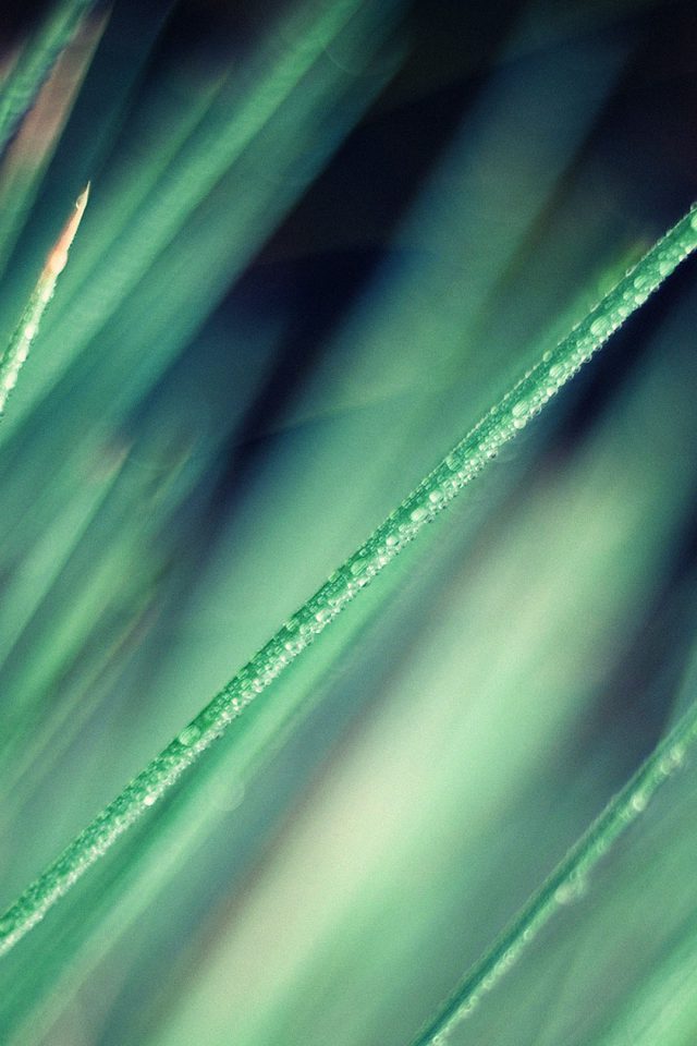 Wallpaper Nature Grass Leaf Green Soft Android wallpaper