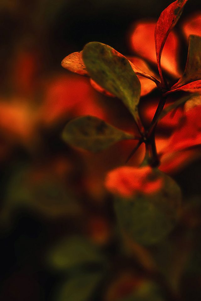 Wallpaper Red Flowers Nature Android wallpaper