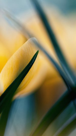 Wallpaper Yellow Crocus Flower Beauty Nature Android wallpaper