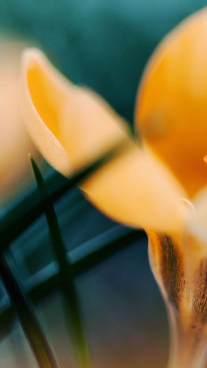 Wallpaper Yellow Orange Crocus Flower Nature Android wallpaper