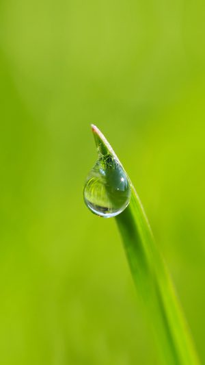 Water Drip Wain Green Nature Leaf Flower Android wallpaper