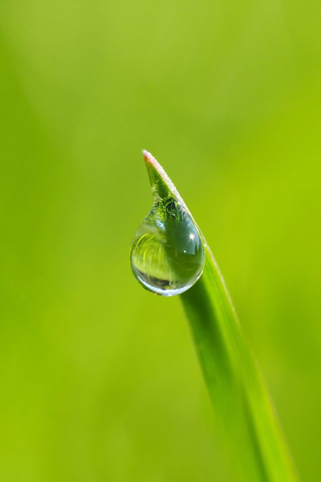 Water Drip Wain Green Nature Leaf Flower Android wallpaper
