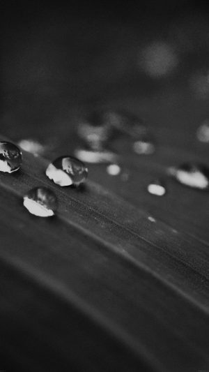 Water Drops Nature Black Leaf After Rain Forest Android wallpaper
