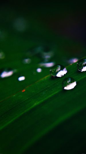 Water Drops Nature Dark Leaf After Rain Forest Android wallpaper