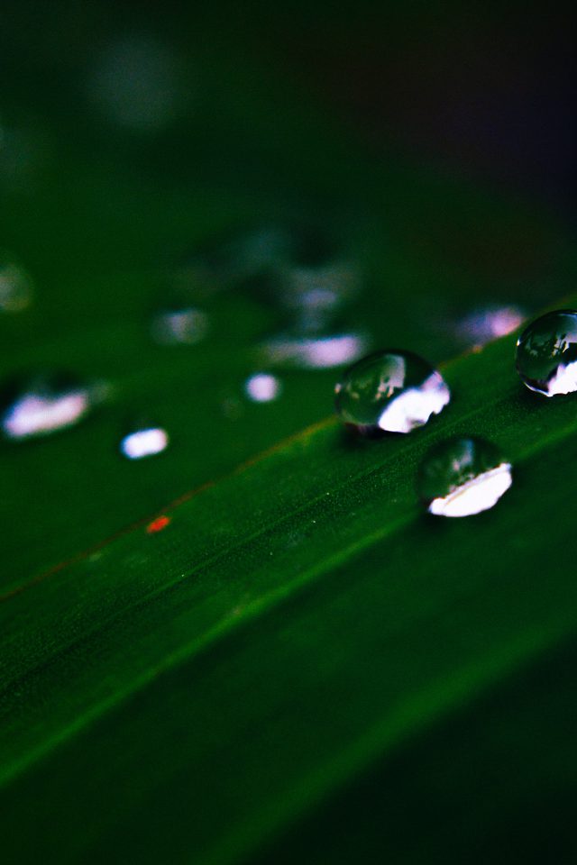 Water Drops Nature Dark Leaf After Rain Forest Android wallpaper