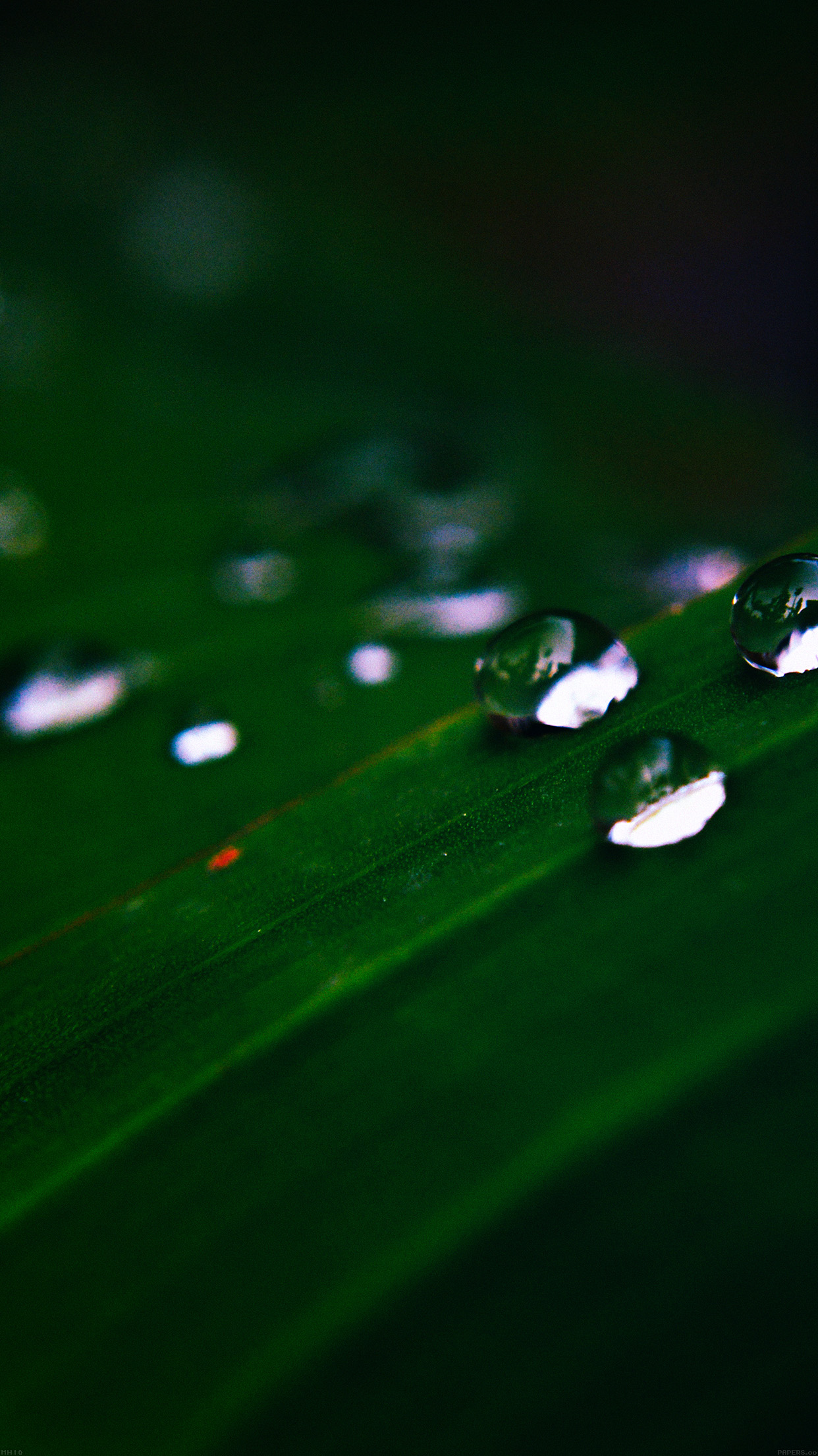Water Drops Nature Dark Leaf After Rain Forest Android wallpaper - Android HD  wallpapers
