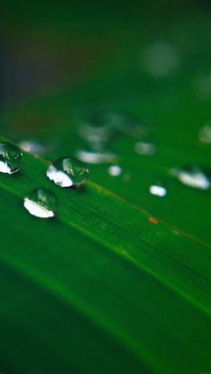 Water Drops Nature Leaf After Rain Forest Android wallpaper
