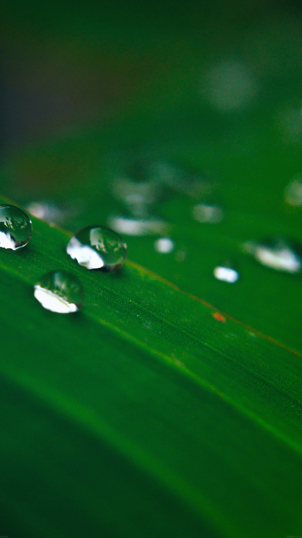 Water Drops Nature Leaf After Rain Forest Android wallpaper