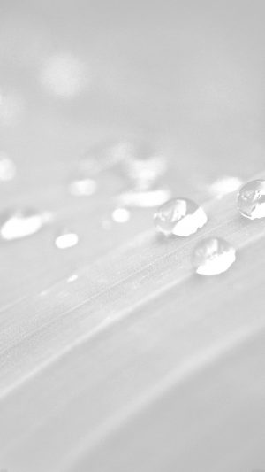 Water Drops Nature White Leaf After Rain Forest Android wallpaper