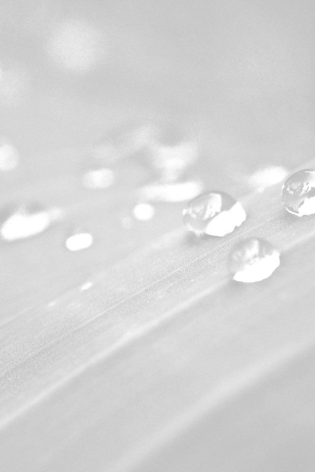 Water Drops Nature White Leaf After Rain Forest Android wallpaper