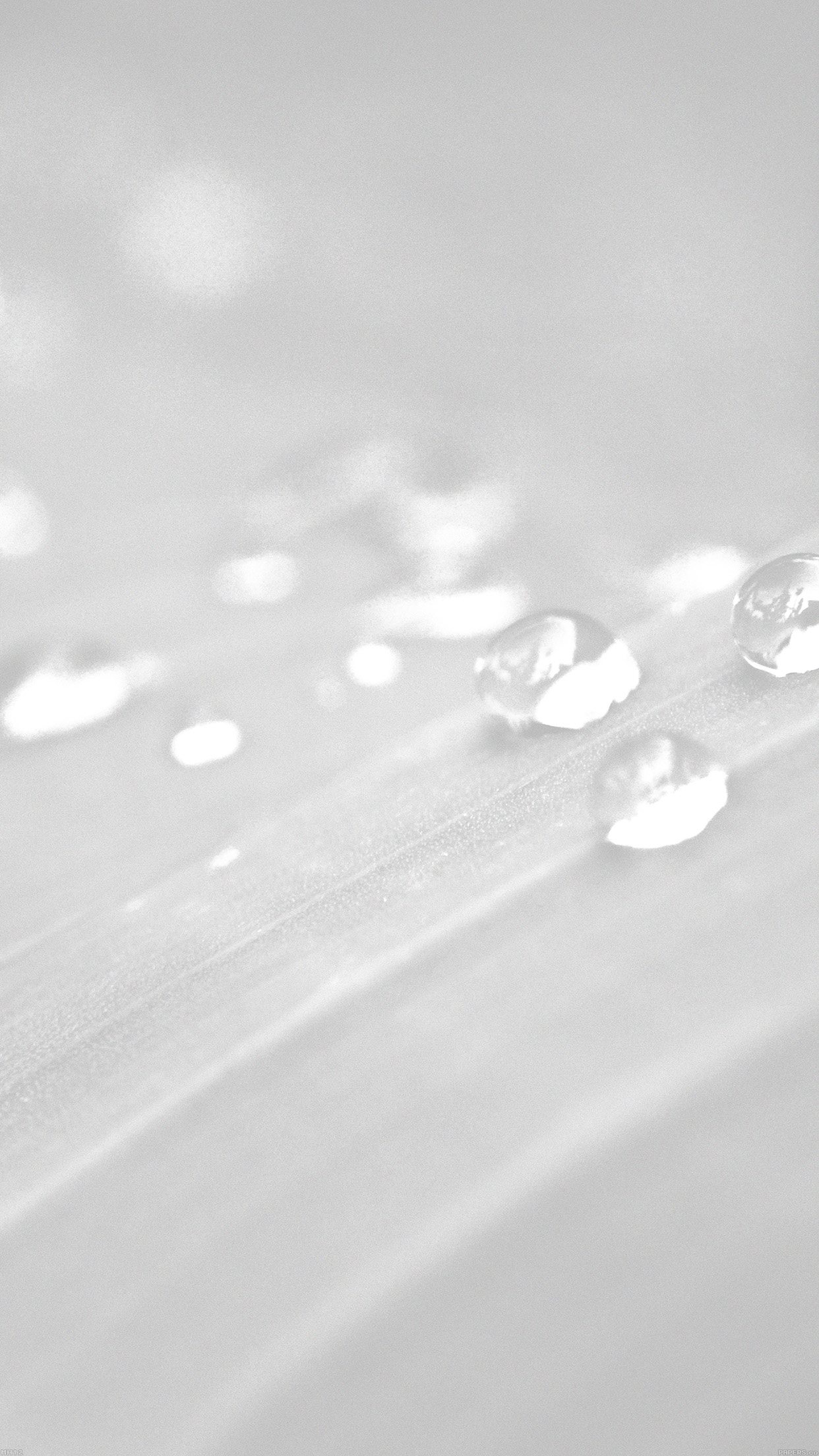 Water Drops Nature White Leaf After Rain Forest Android wallpaper
