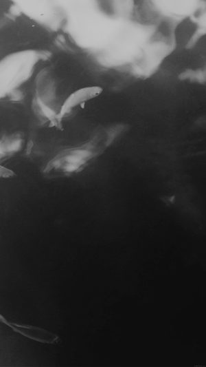 Water Lake Fish Nature Black Android wallpaper