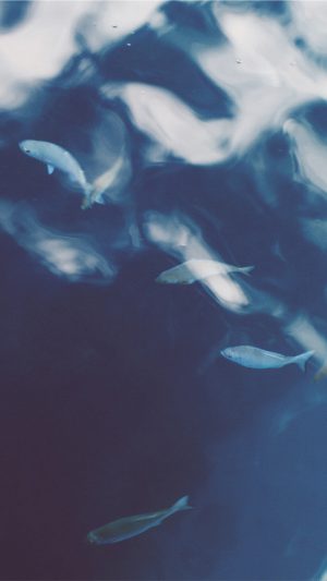 Water Lake Fish Nature Blue Android wallpaper