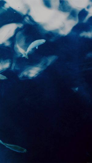 Water Lake Fish Nature Indigo Blue Android wallpaper