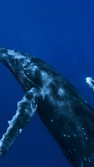 Whale Blue Art Nature Pattern Android wallpaper