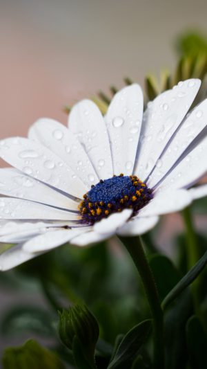 White Flower Nature Spring Rain Android wallpaper