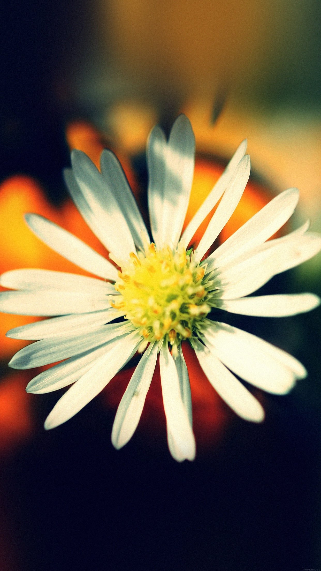 White Flower Nature Android wallpaper