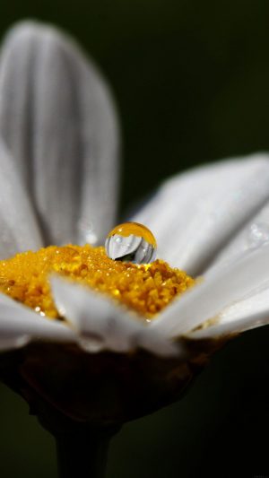 White Flower Rain Drop Nature Android wallpaper