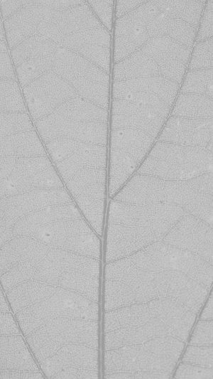 White Leaf Texture Nature Pattern Android wallpaper