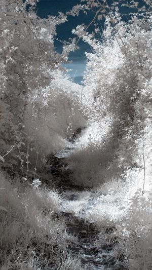 White Wood Mountain Tree Snow Winter Nature Android wallpaper