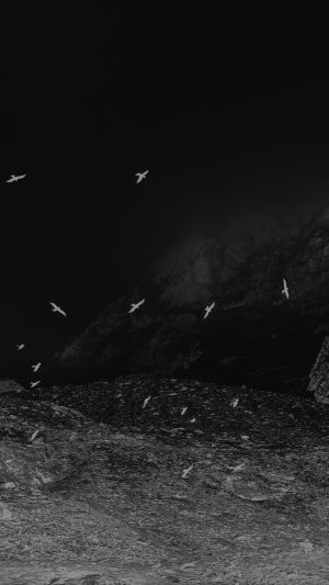 Winter Mountain Bird Rene Reichelt Black Nature Android wallpaper