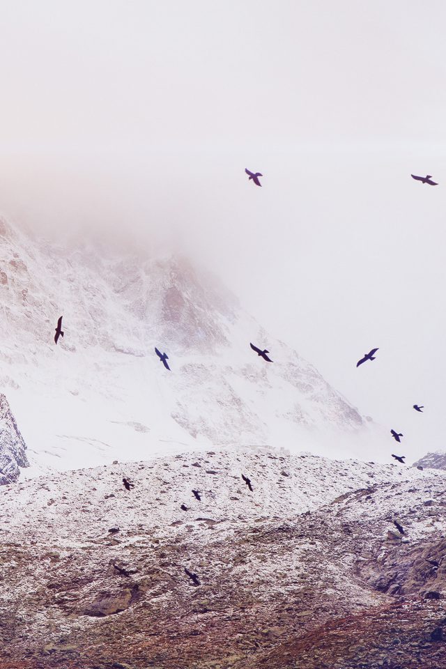 Winter Mountain Bird Rene Reichelt Flare Nature Android wallpaper