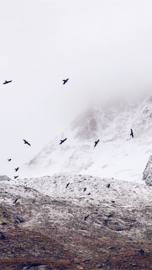 Winter Mountain Bird Rene Reichelt Nature Android wallpaper