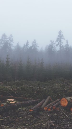 Wood Cut Tree Nature Android wallpaper