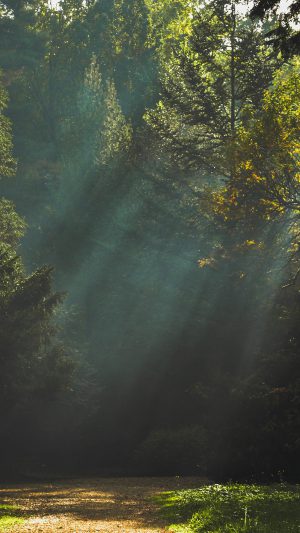 Wood Nature Tree Sunshine Light Android wallpaper