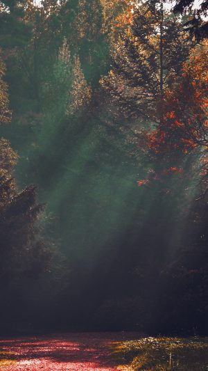 Wood Nature Tree Sunshine Light Fall Red Android wallpaper