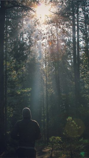 Wood Running Mountain Nature Sunshine Green Android wallpaper