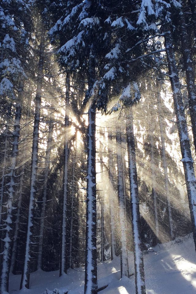 Wood Snow Winter Light Sun Nature Android wallpaper