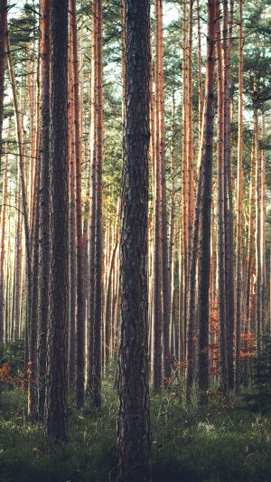 Wood Tree Mountain Summer Nature Green Android wallpaper
