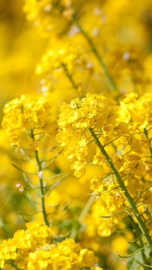 Yellow Flower Spring Fun Nature Android wallpaper
