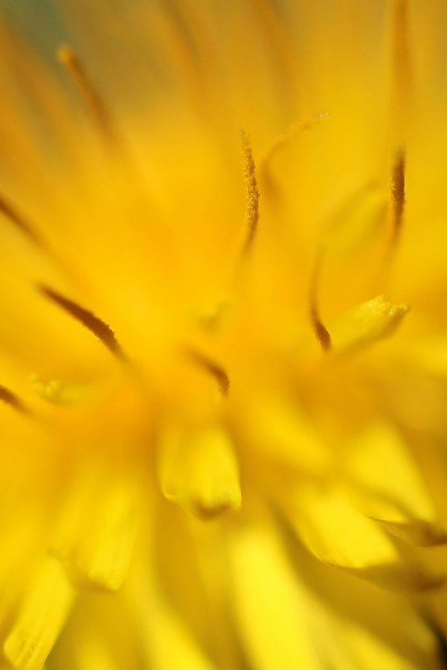 Yellow Flower Zoom Nature Android wallpaper