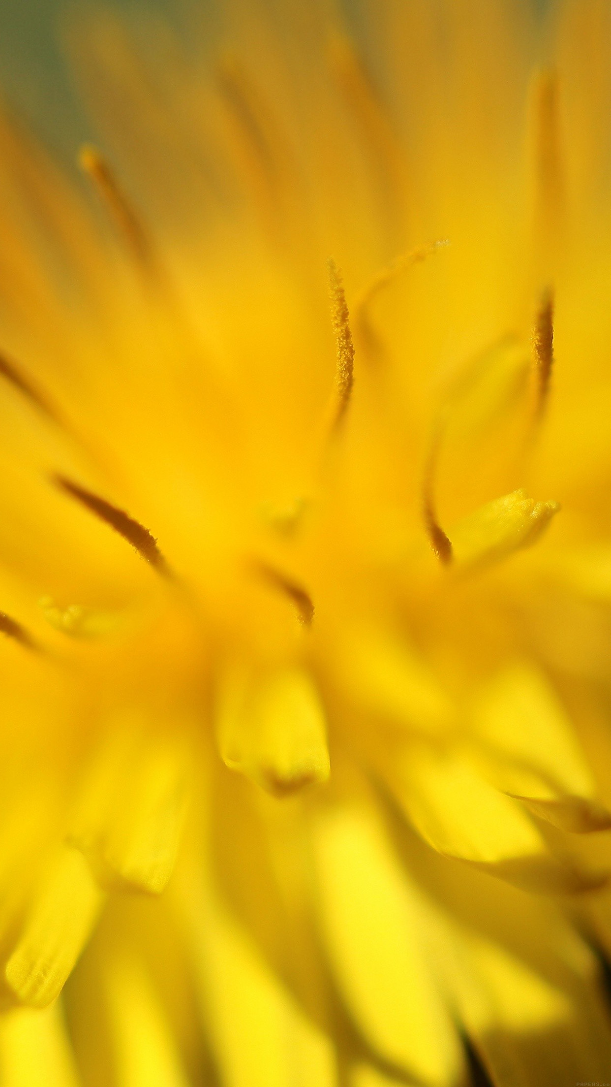 Yellow Flower Zoom Nature Android wallpaper