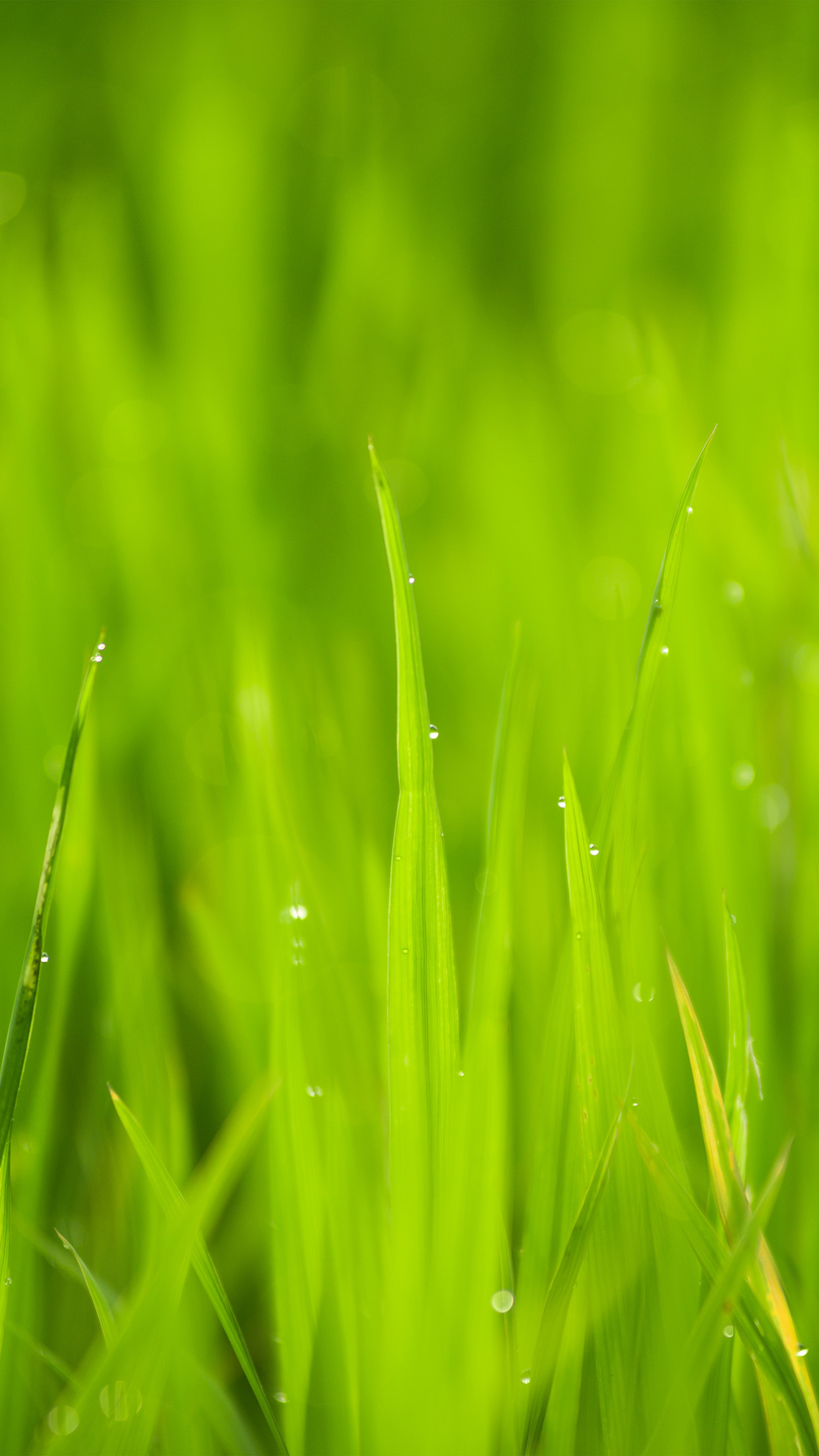 Lawn Flower Rain Bokeh Green Android wallpaper