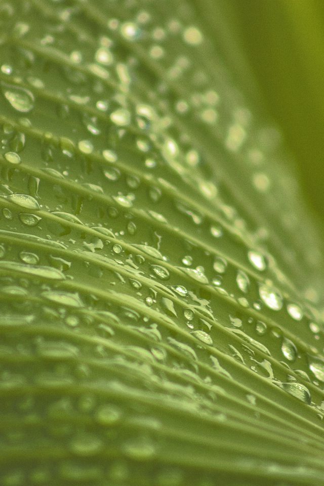 Leaf Rain Summer Green Bokeh Android wallpaper