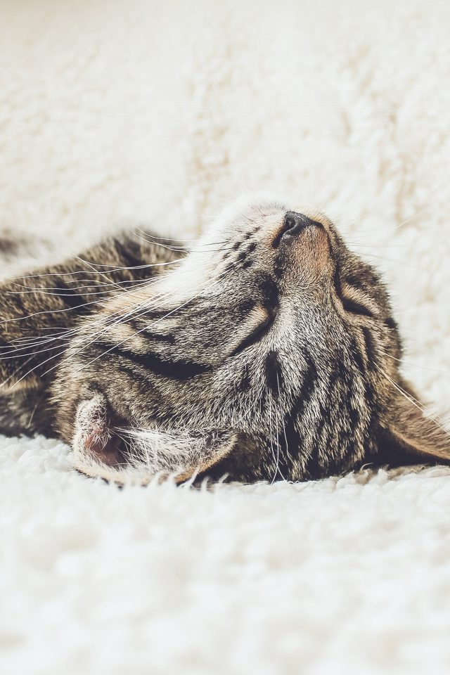 Animal Cute Pet Kitten Nap Slee Android wallpaper