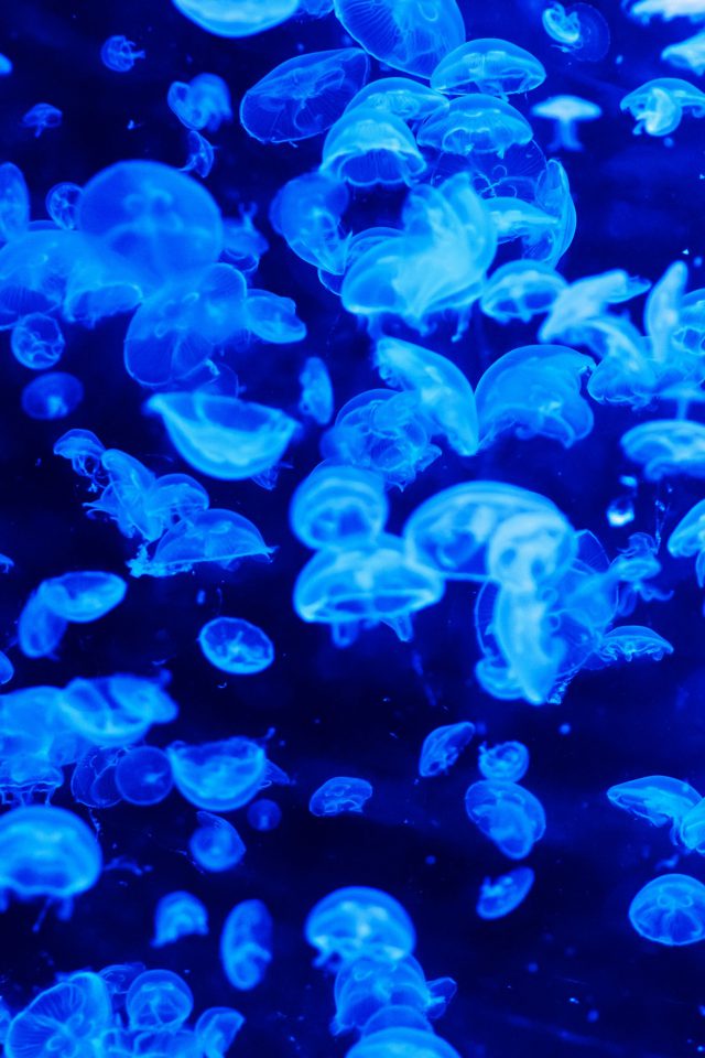 Animal Sea Ocean Blue Jellyfish Pattern Android wallpaper