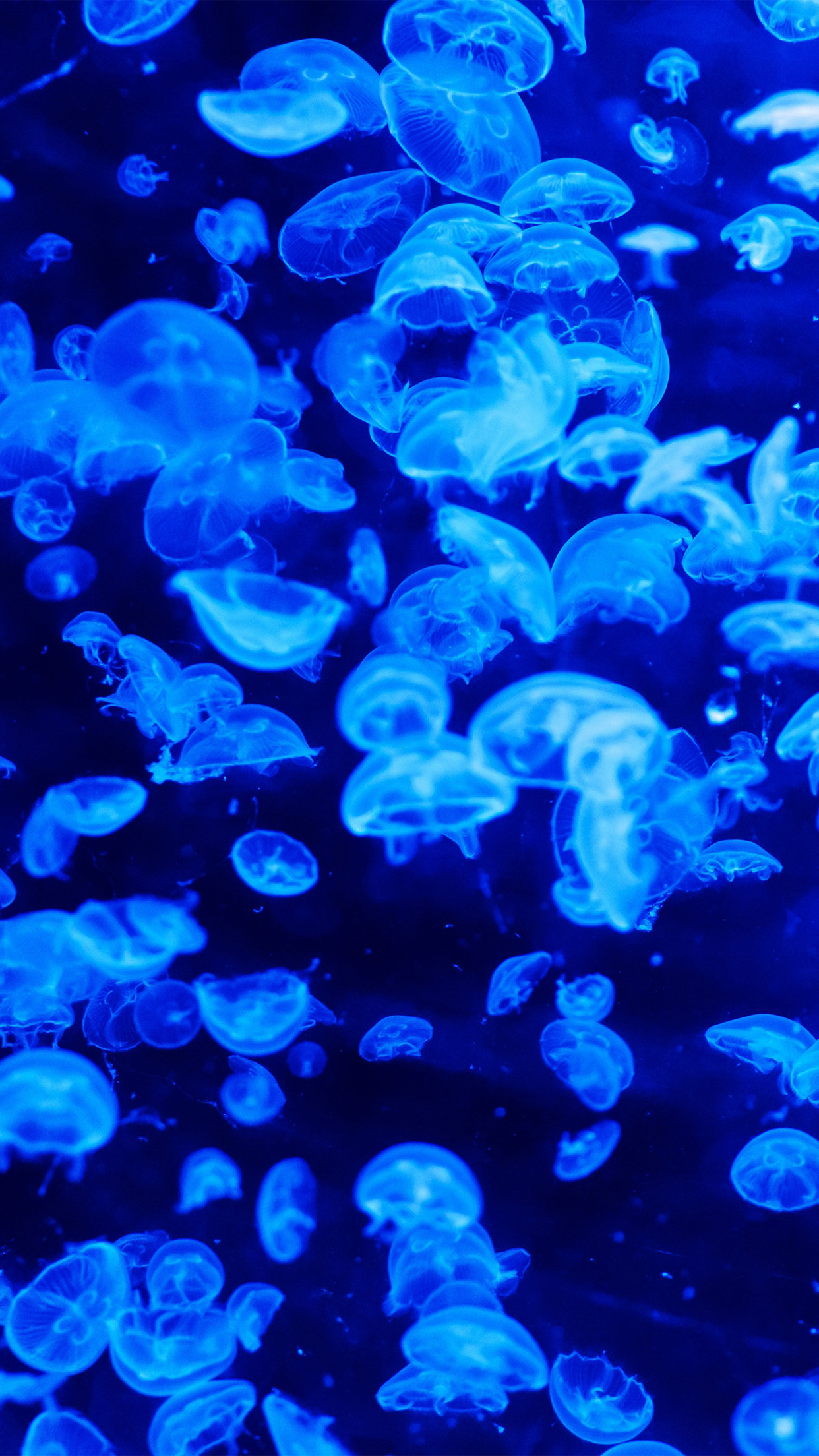 Animal Sea Ocean Blue Jellyfish Pattern Android wallpaper