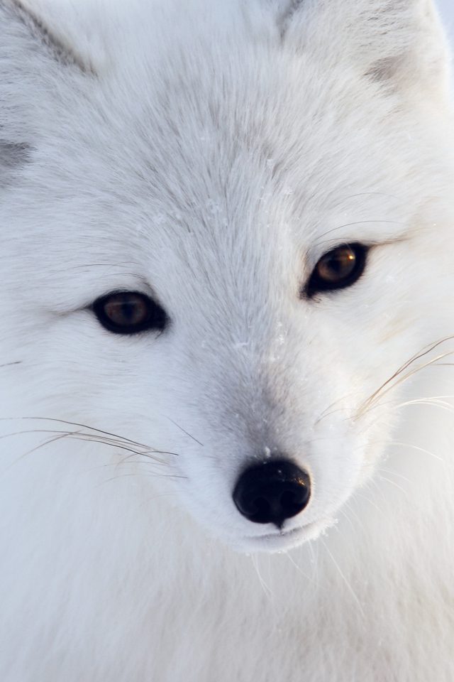 Artic Fox White Animal Cute Android wallpaper