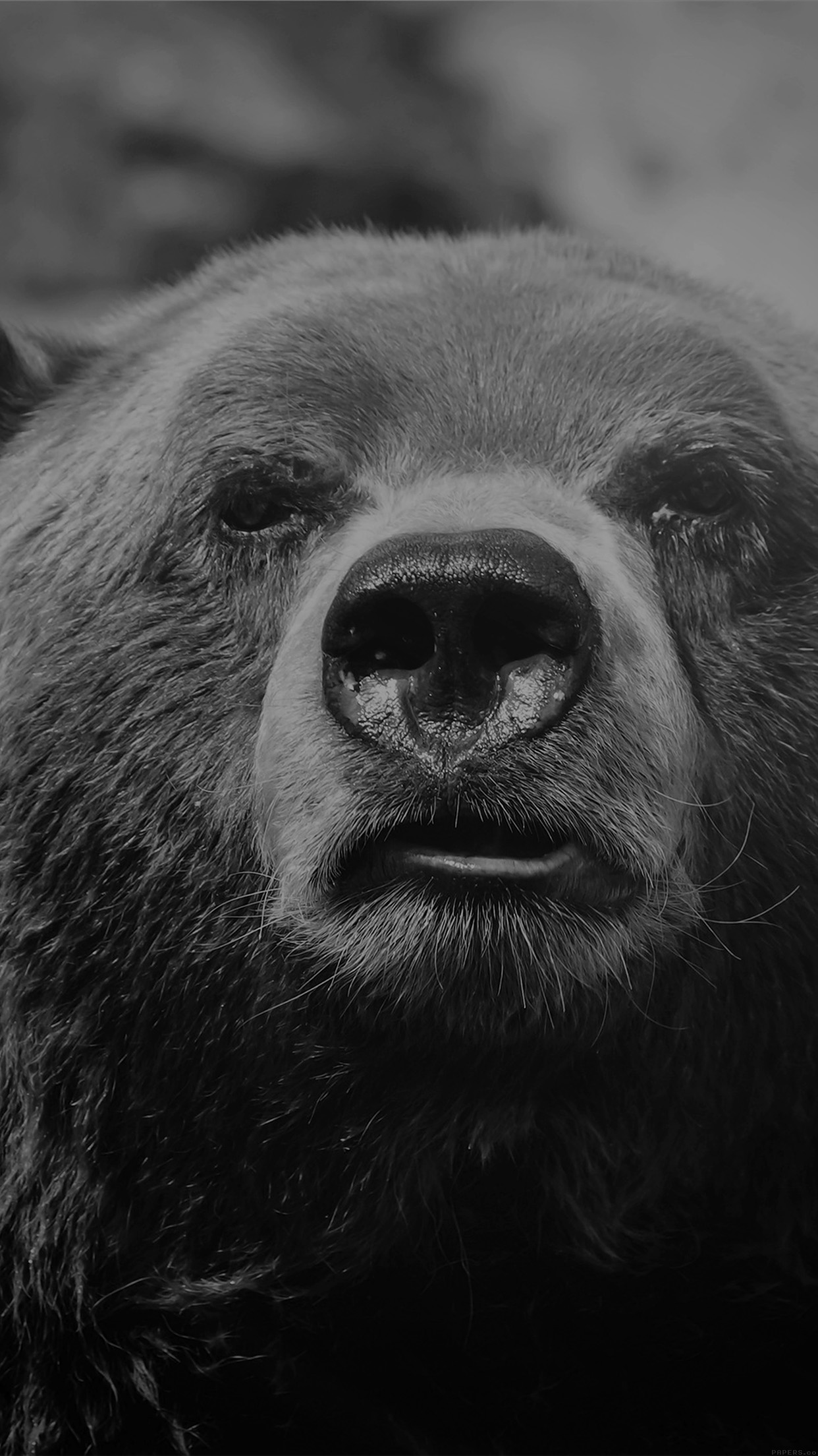 Bear Face What The Hell Nature Bw Dark Animal Android wallpaper