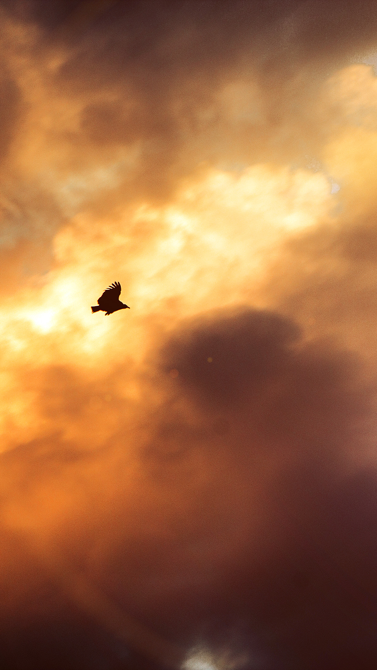 Bird Fly Sky Clouds Red Sunset Nature Animal Flare Android wallpaper