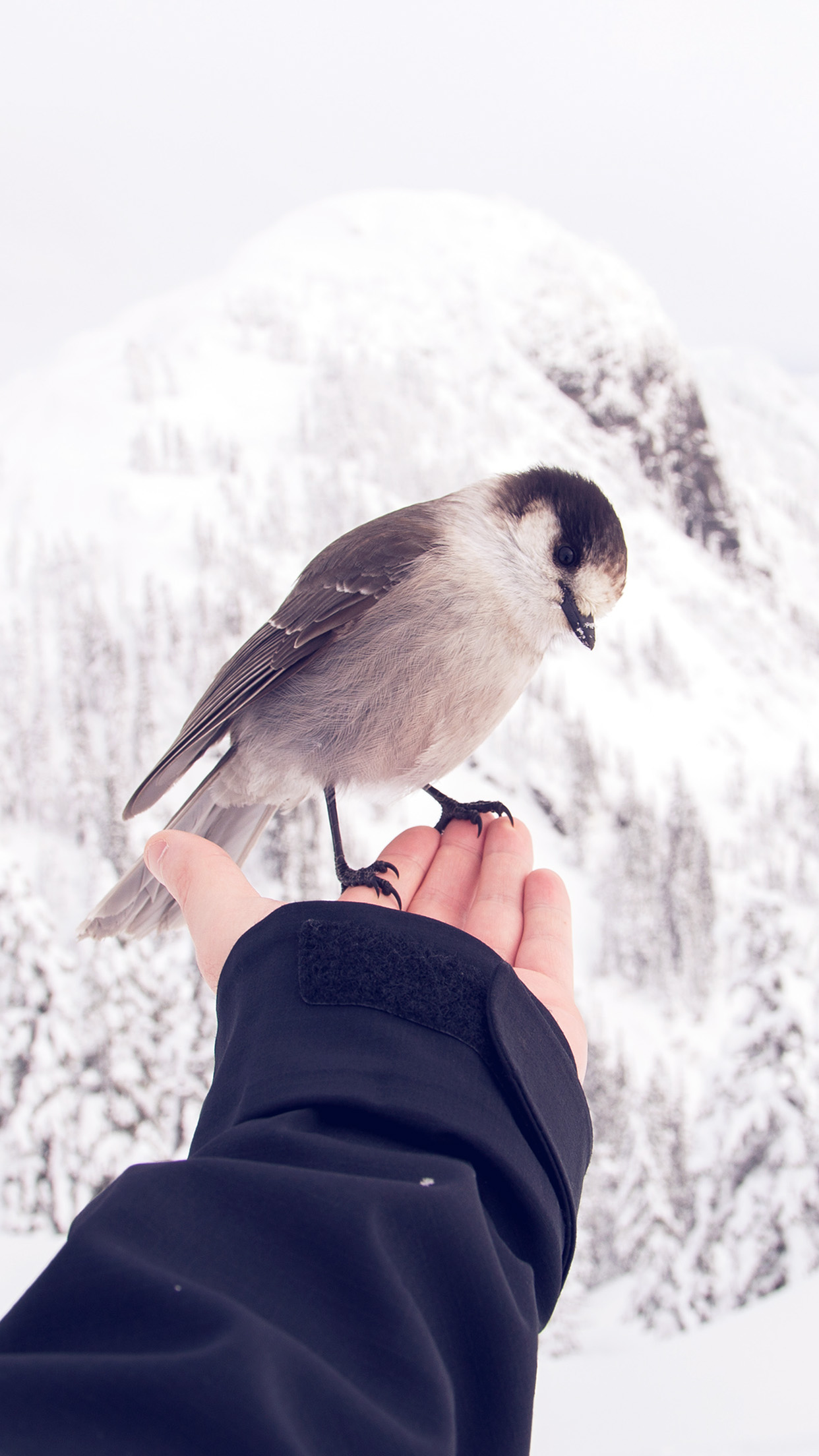 Bird In My Hand Snow Winter Cold Animal Android wallpaper